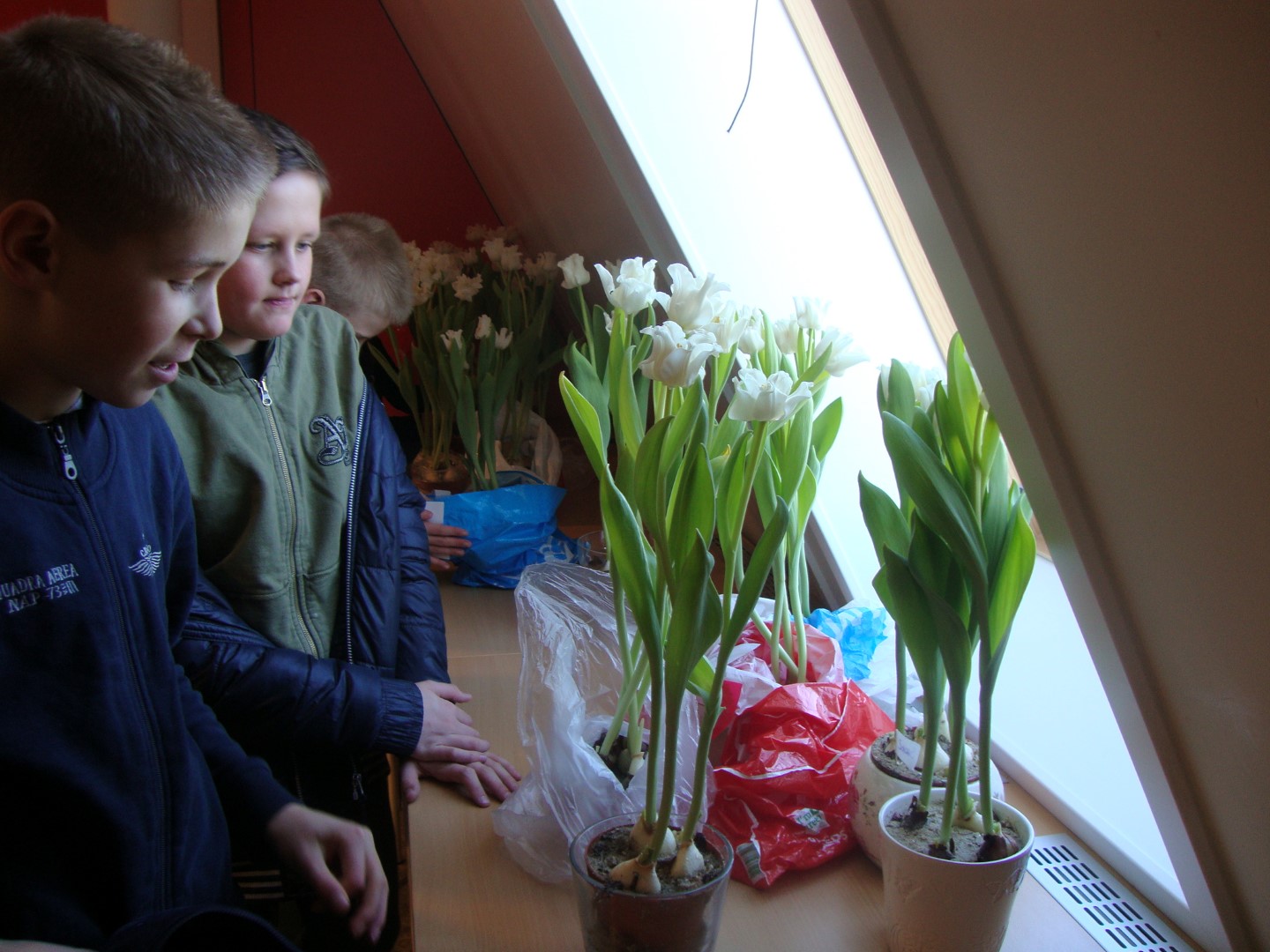 Tulpenkeuring groep 8.