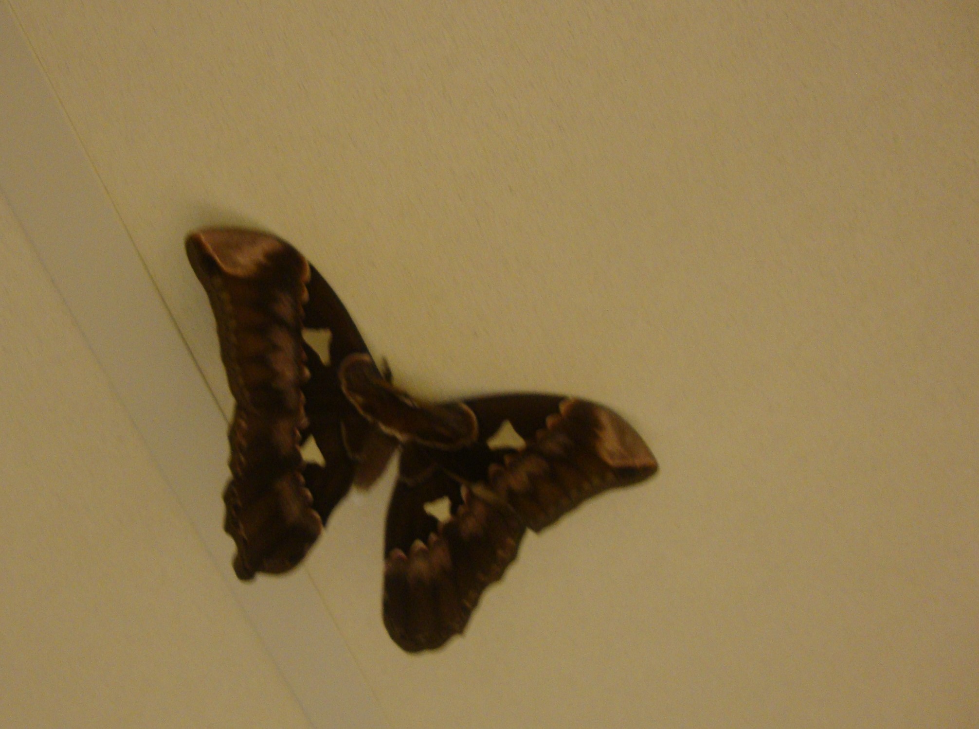 Een onverwachte gast