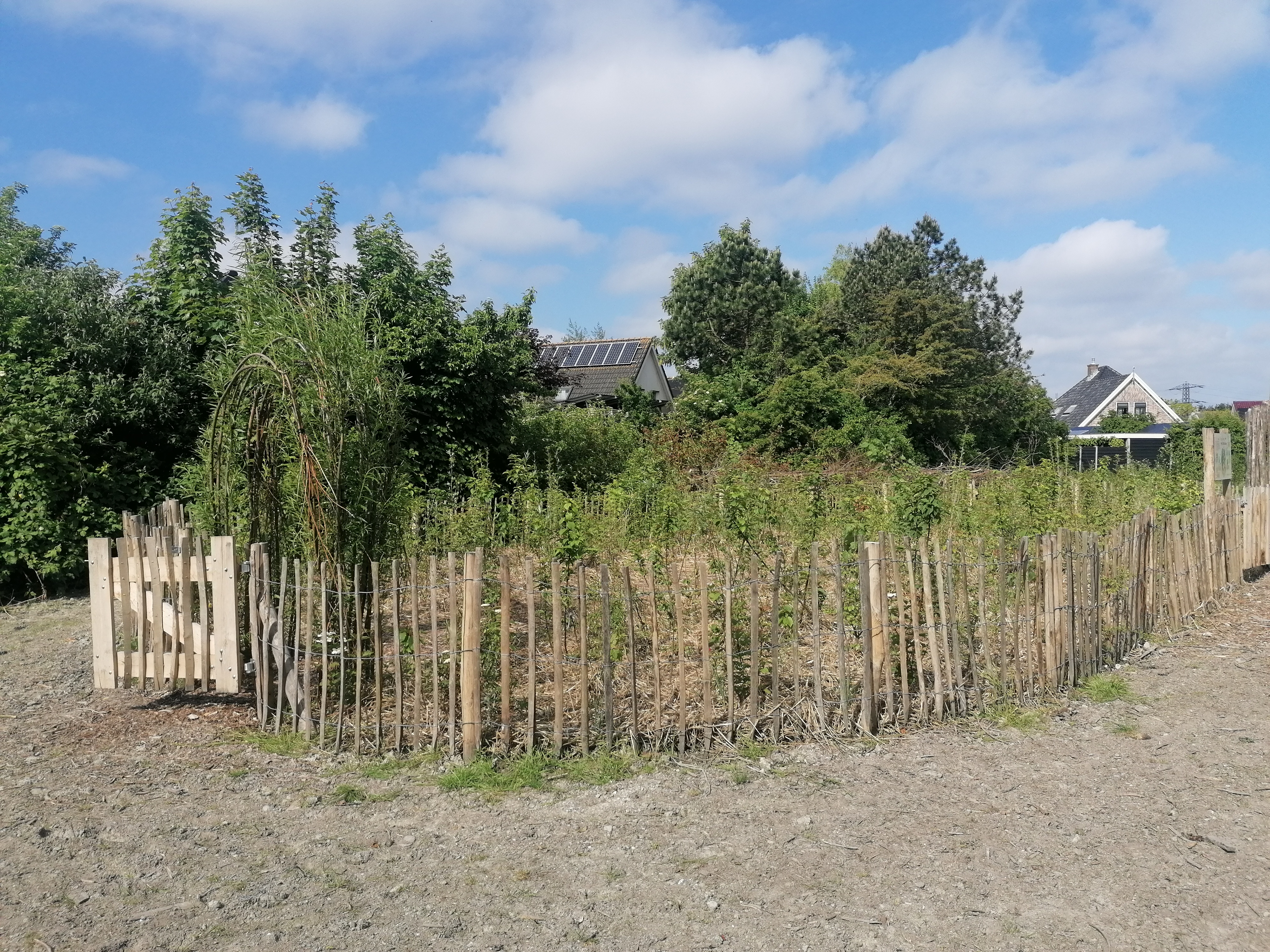 Tiny Forest Het Ontdekbos